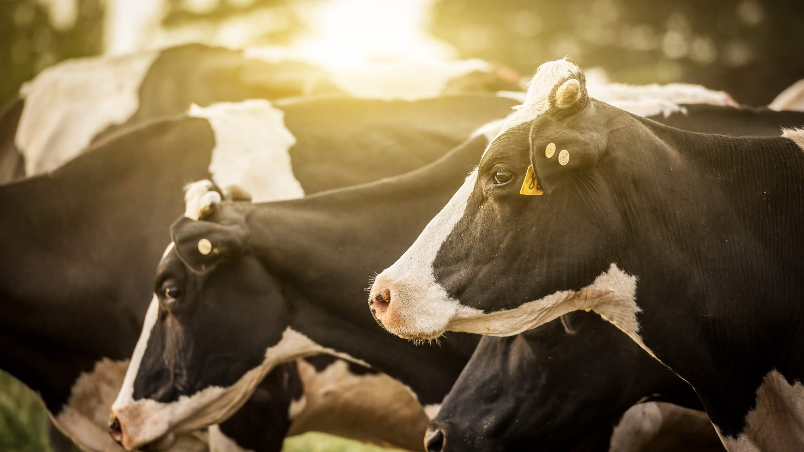 Dairy cow herd in the pasture in the morning.