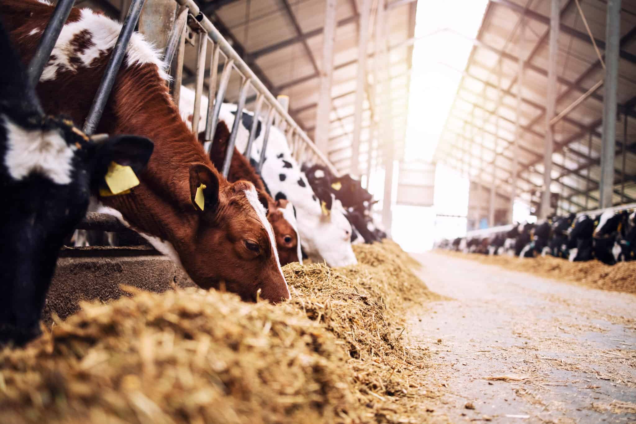 Group of cows at cowshed eating silage on dairy farm.