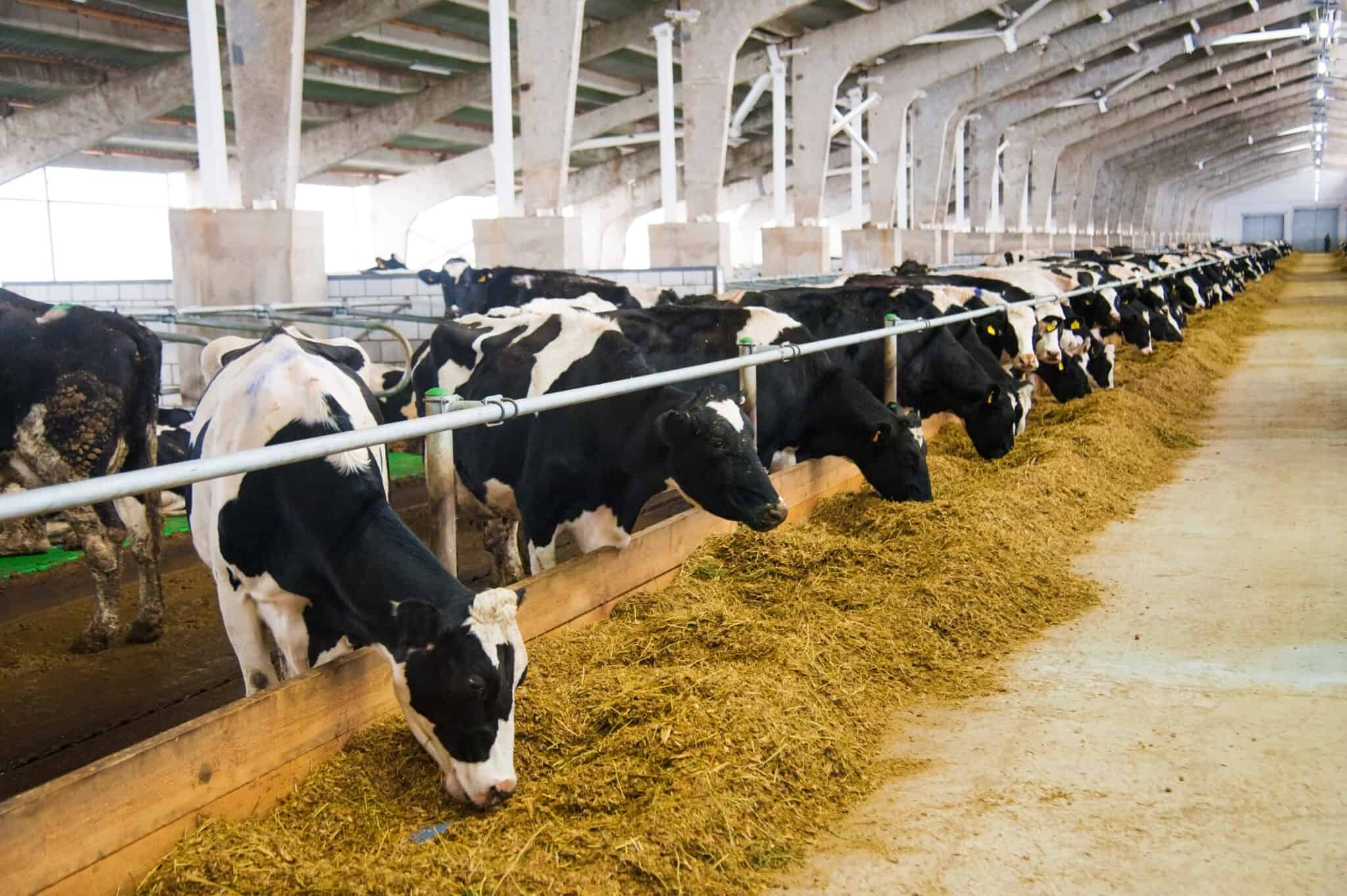 Dairy cows eating in a free stall barn.