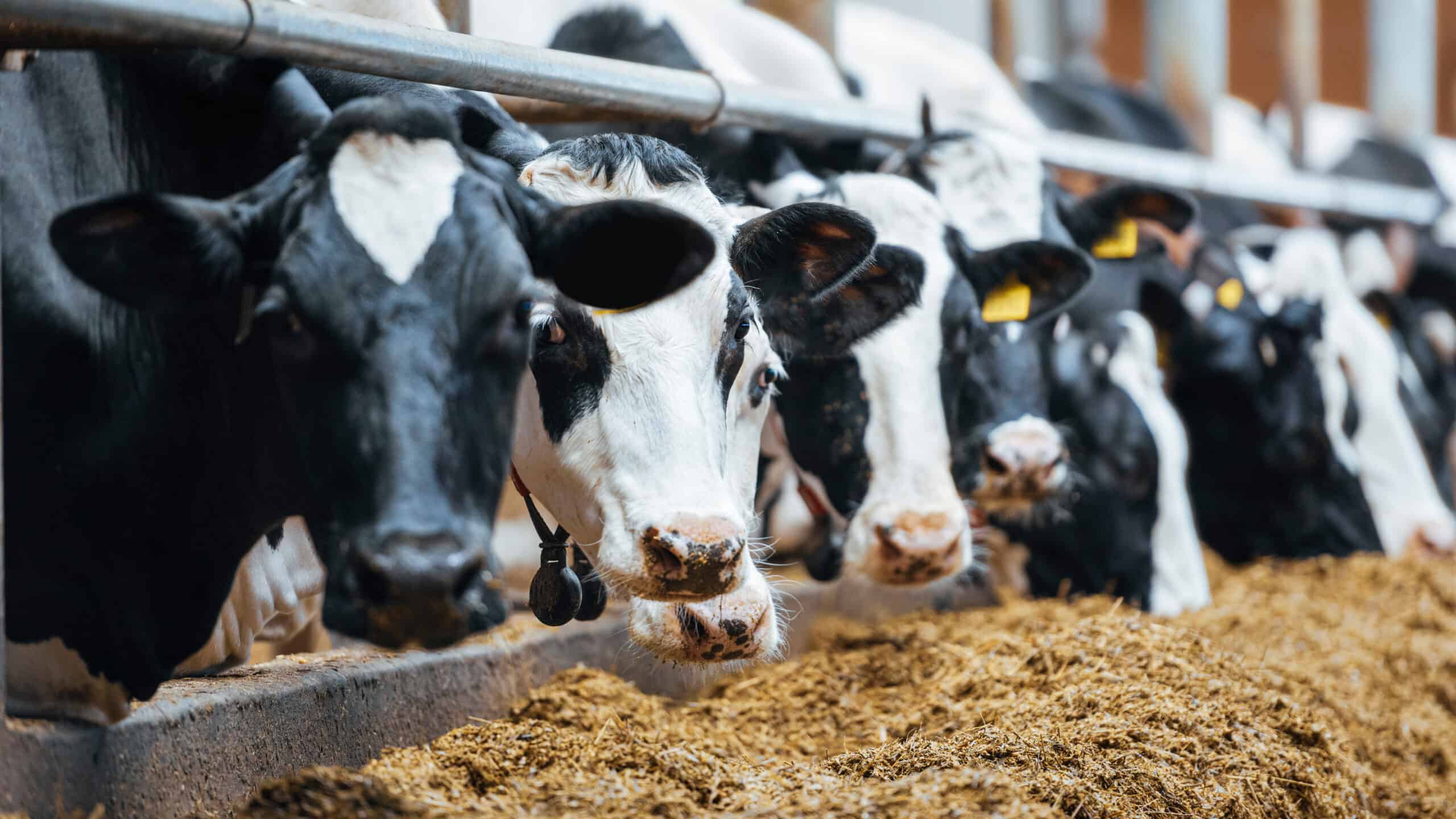 Dairy cows in modern automated milk farm.