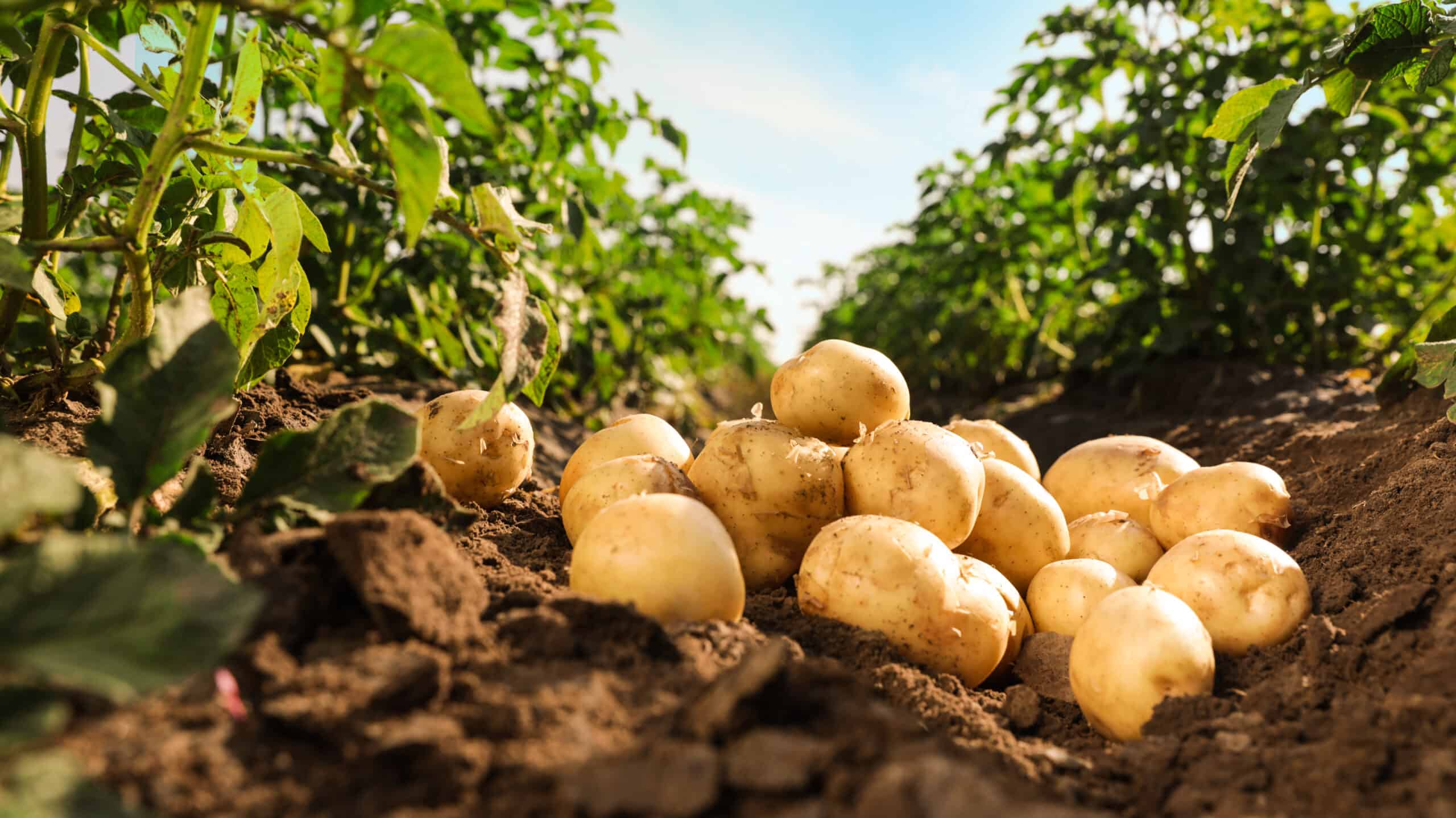 Pile of ripe fresh potatoes on the ground in the field.