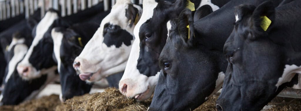 Dairy cows eating silage in a barn.