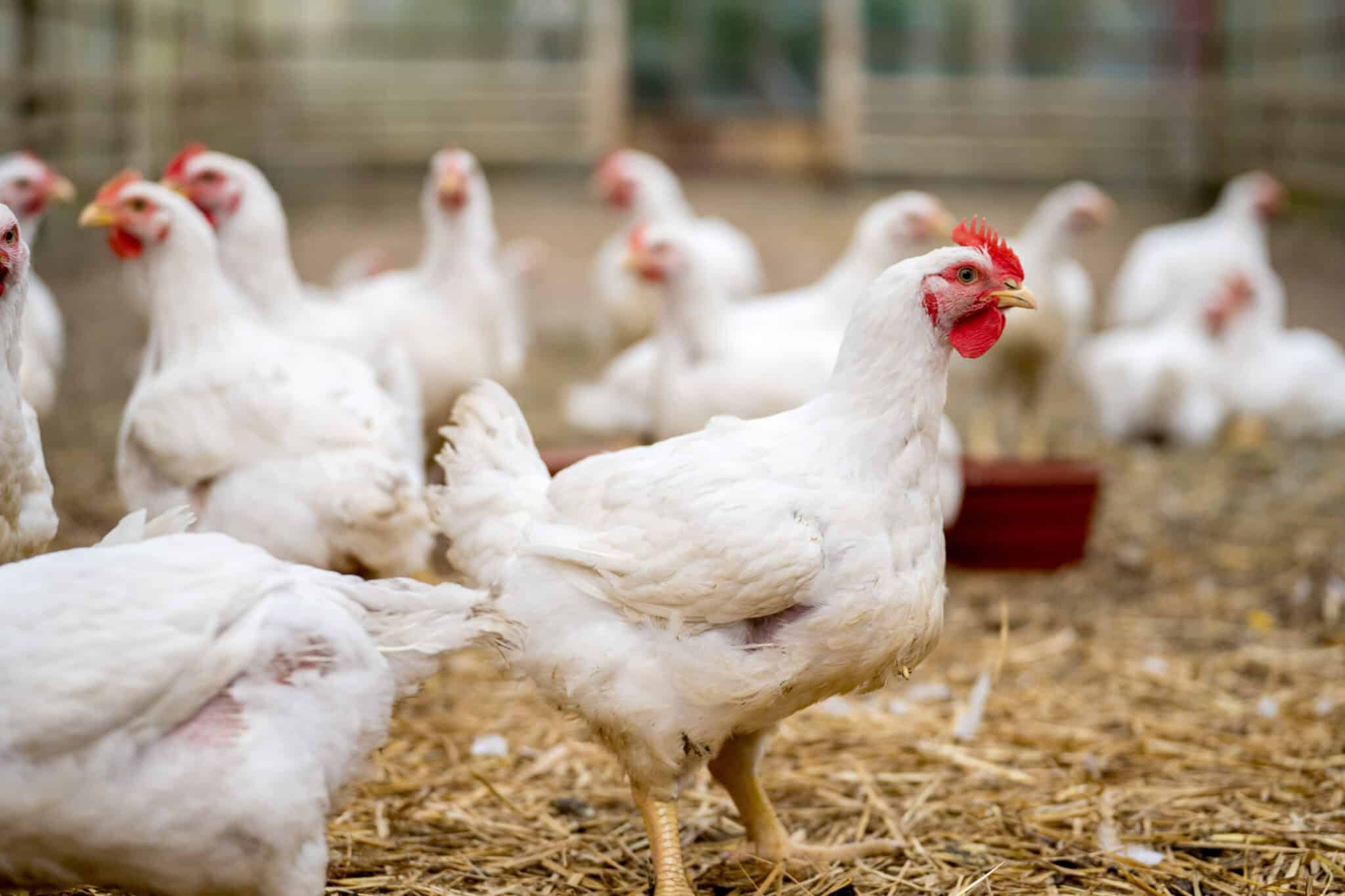 Group of white free range chickens.