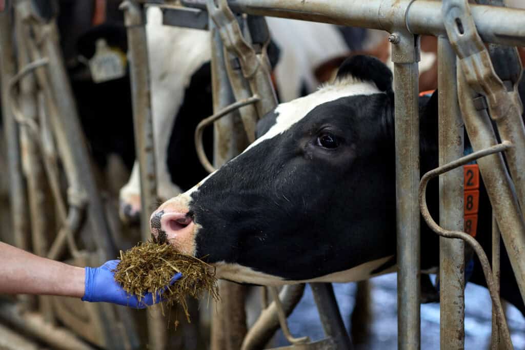 close up of farmer feeding cow with hay on dairy farm