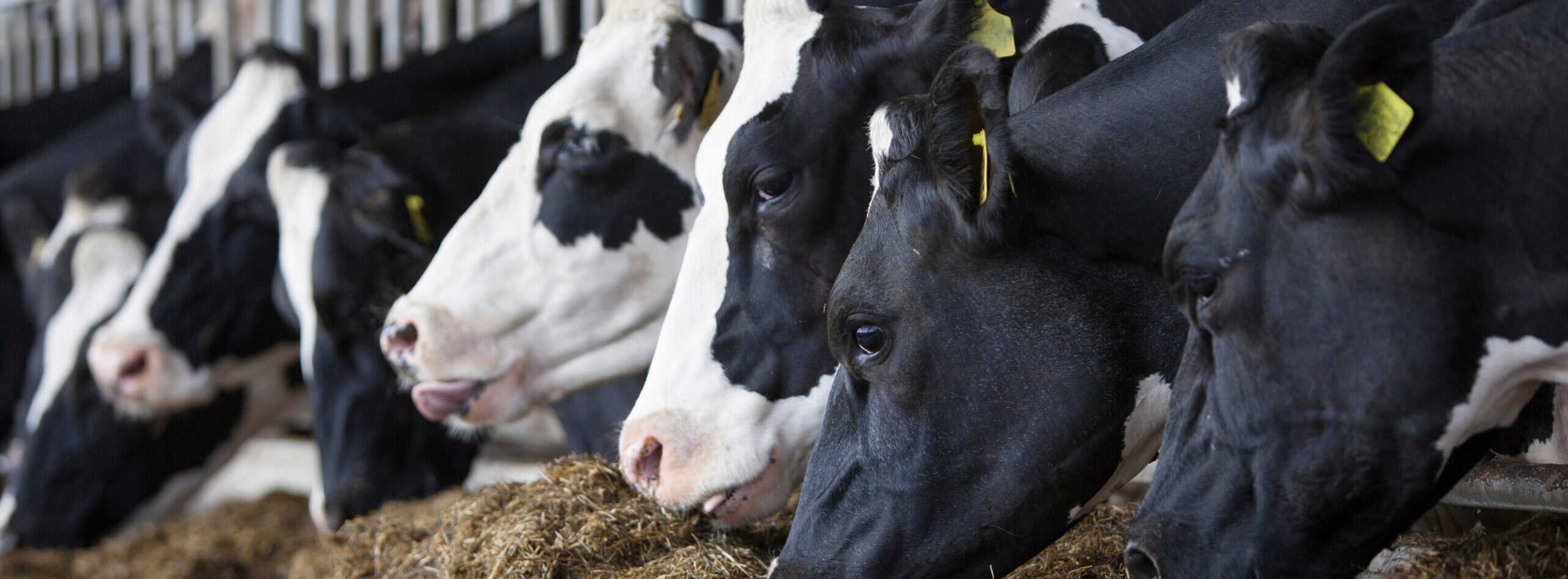 heads of black and white holstein cows feeding