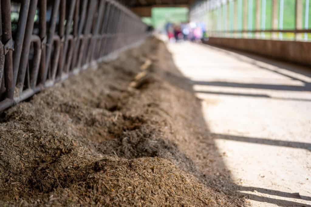 Row of silage in a dairy barn with stanchions for dairy cows to eat through.