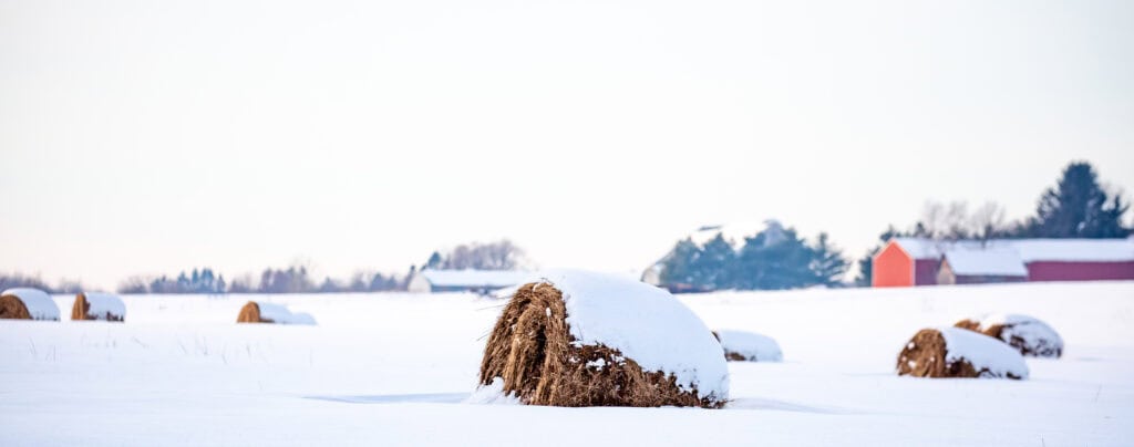 Round hay bales covered with snow in a farm field panoramic