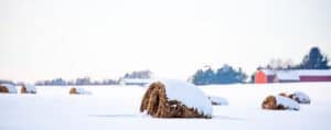 Round hay bales covered with snow in a farm field panoramic