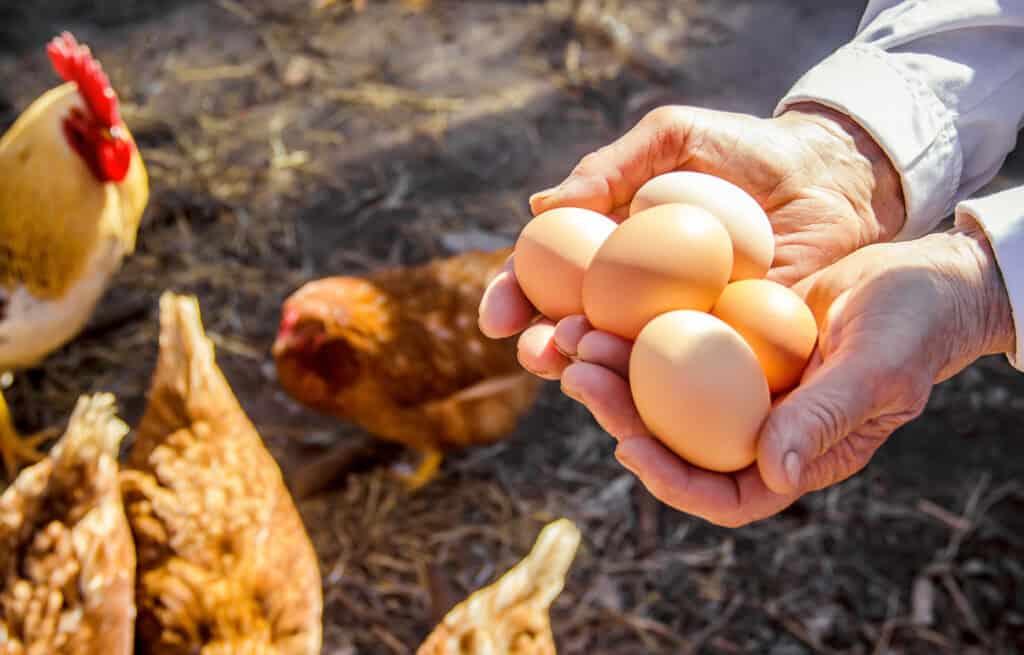 Hands holding several freshly collected brown and white eggs with hens in the background.