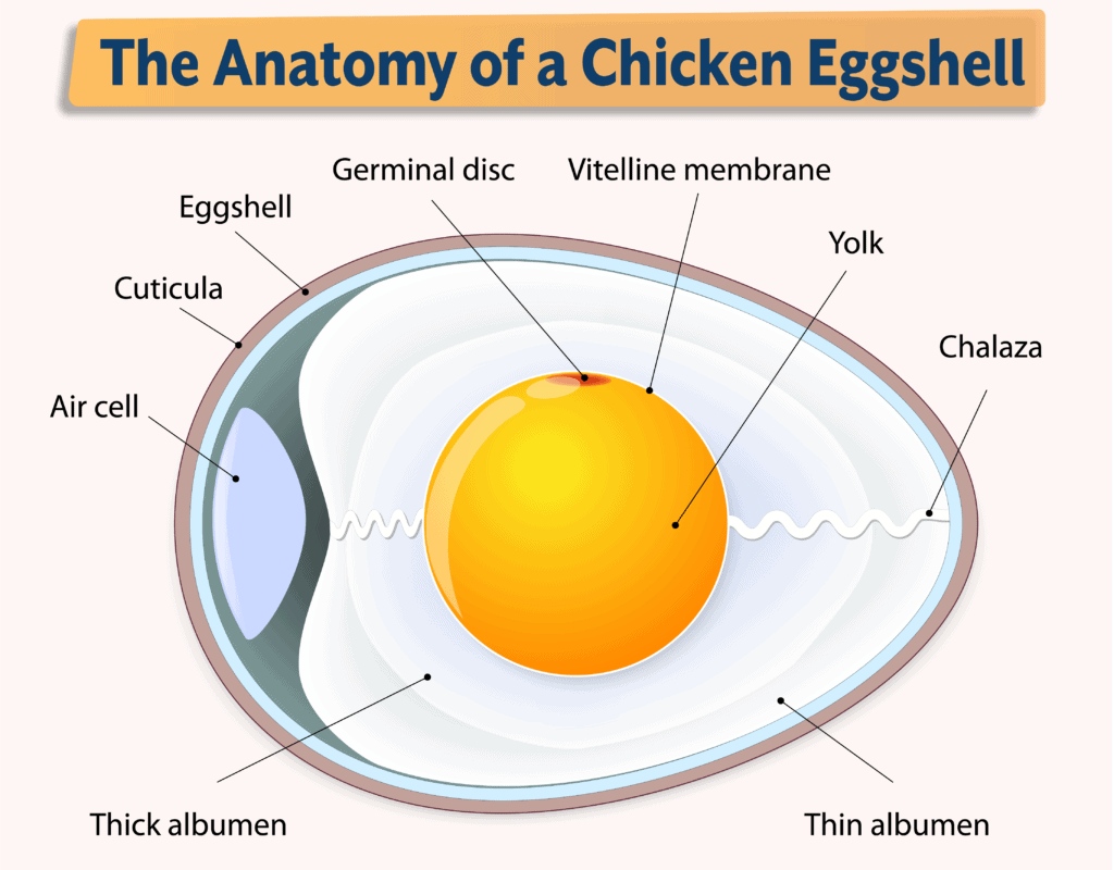 Anatomy of a chicken eggshell showing how calcium for chickens supports shell structure